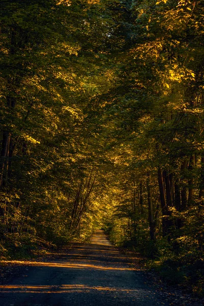 Chemin Terre Dans Forêt Parfait Pour Une Promenade Une Exploration — Photo