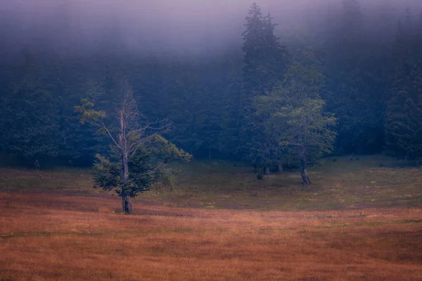 Ein Nebelverhangener Kiefernwald Mit Einem Fast Trockenen Baum Vordergrund Aufgenommen — Stockfoto