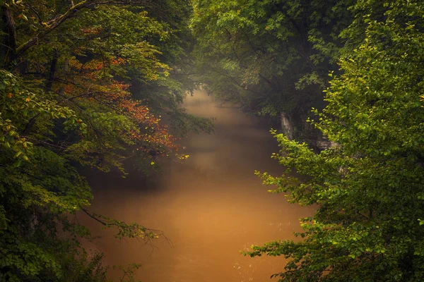 森の中の霧が立ち並ぶ美しい風景の中を流れる川は 曇りの日の早朝に撮影された — ストック写真