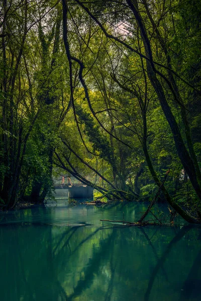 川に向かって木が傾いている背景に橋のある森の中を流れる川 — ストック写真