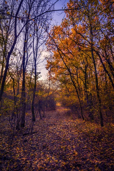 Belle Forêt Automne Avec Des Feuilles Colorées Sur Sol Contre — Photo