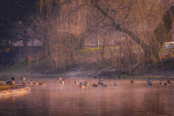 Beaux Canards Sur Lac Par Une Froide Matinée Hiver Avec — Photo