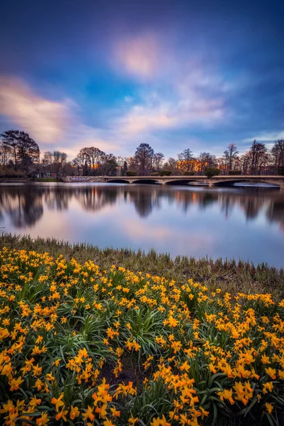 Cena Paisagem Primavera Com Belos Narcisos Amarelos Primeiro Plano Lago — Fotografia de Stock