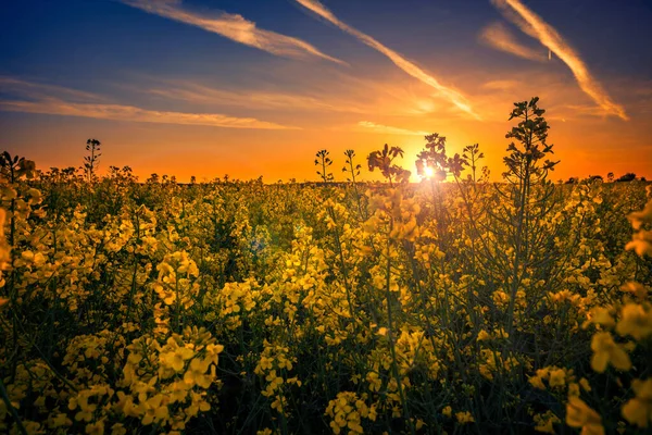 曇り空に沈む夕日の美しい黄色の菜の花畑が近づいてきました — ストック写真