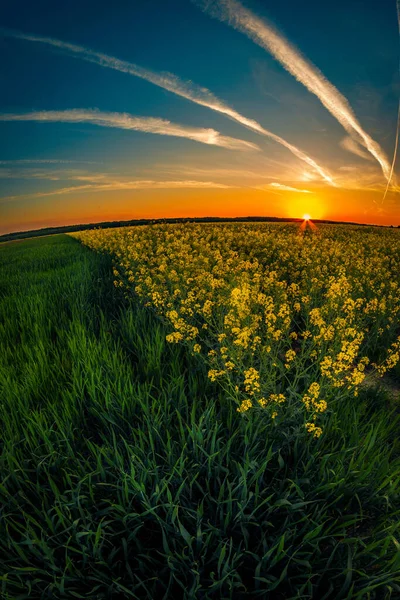 Zachód Słońca Nad Polem Rzepakowym Zielonym Polem Pszenicy Wiosną Przeciwko — Zdjęcie stockowe