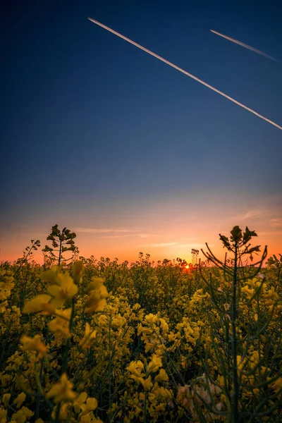 Piękne Ujęcie Pola Rzepakowego Rano Wschodzie Słońca Przeciwko Dwóm Przelatującym — Zdjęcie stockowe