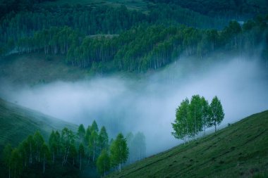 Dumesti, Salciua de Sus, Alba İlçesi, Romanya 'nın Alba İlçesi' ndeki manzaranın sisli sabahında tepeden görünen ağaçlarla kaplı bir vadi manzarası