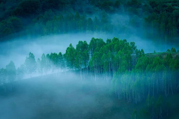 Uma Bela Floresta Bétulas Vista Manhã Com Muita Neblina Cena — Fotografia de Stock