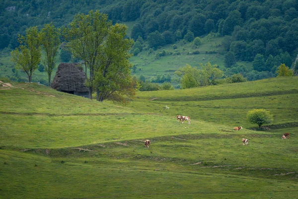 Blick Auf Ein Kleines Scheunenhaus Mit Kühen Die Auf Den — Stockfoto