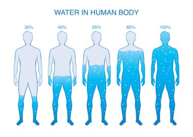 İnsan vücudunda su fark yüzdesi. İllüstrasyon insan anatomi ile ilgili.