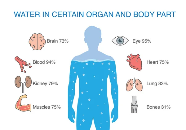 Water Certain Organ Body Part Human Illustration Medical — Stock Vector