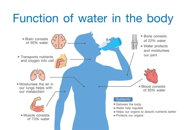 Función Del Agua Cuerpo Humano Ilustración Sobre Medicina Anatomía — Vector de stock