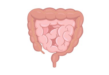 Beyaz arka plan üzerinde izole insan bağırsak anatomisi. Resimde iç organ hakkında