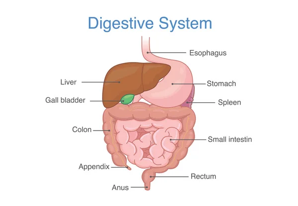 Intestinos Humanos Anatomía Descripción Del Diagrama Ilustración Sobre Medicina Salud — Vector de stock