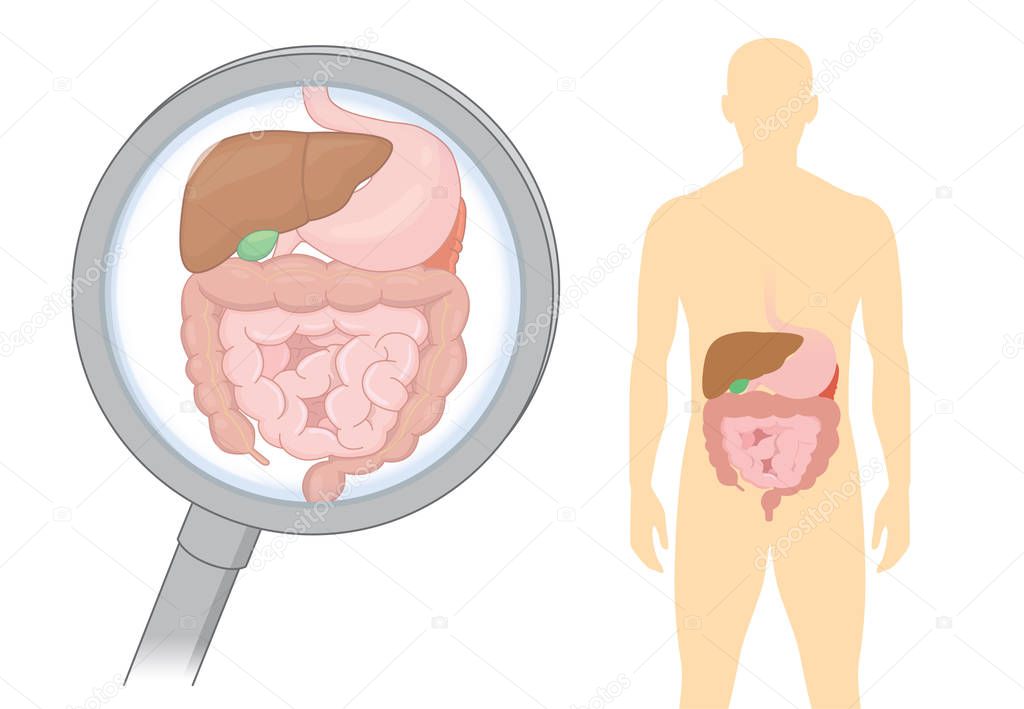 Looking internal organ about digestion of human with Magnifying glass. Illustration about health care and medical.