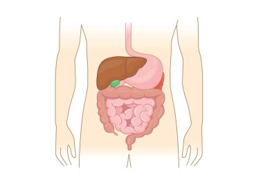 Internal organ about digestion of human isolated on white background. Illustration about Anatomy and health. clipart