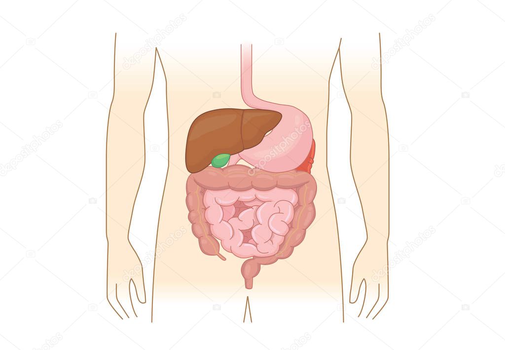 Internal organ about digestion of human isolated on white background. Illustration about Anatomy and health.