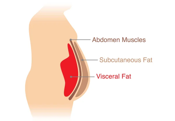 Ubicación Grasa Visceral Almacenada Dentro Cavidad Abdominal Ilustración Sobre Diagrama — Vector de stock