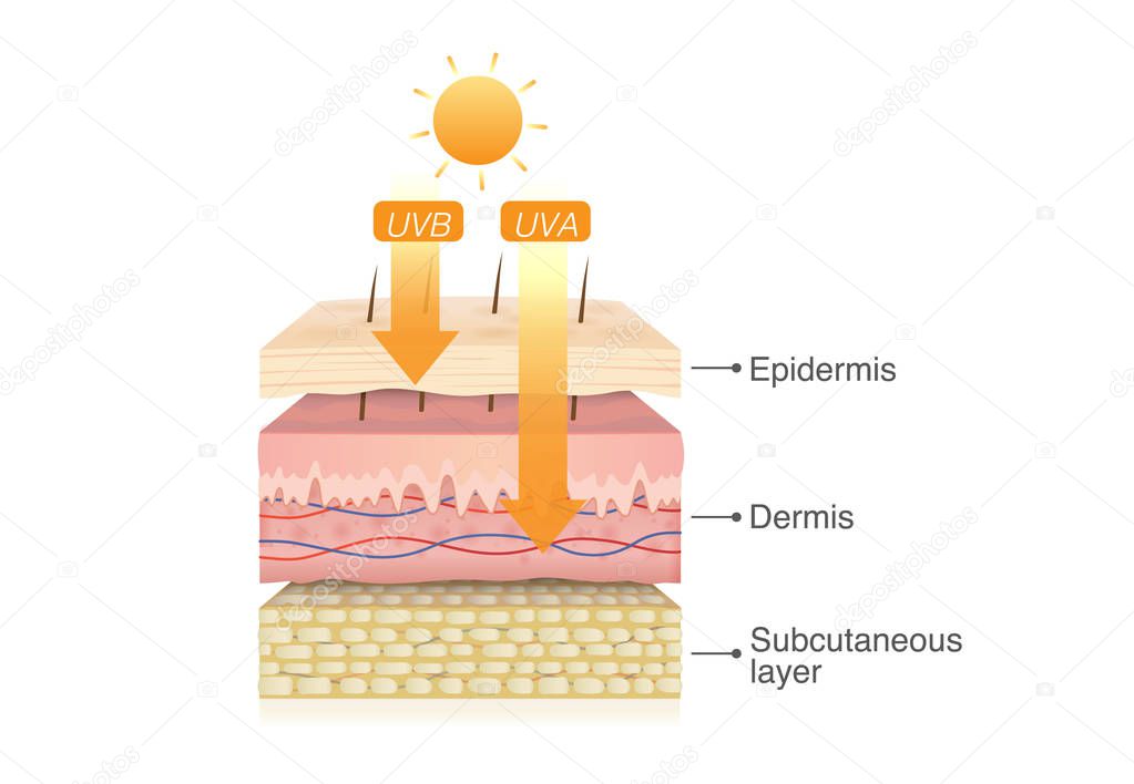 UVB rays penetrate into epidermis of skin layer and UVA deep into the dermis. Illustration about health care and medical diagram.