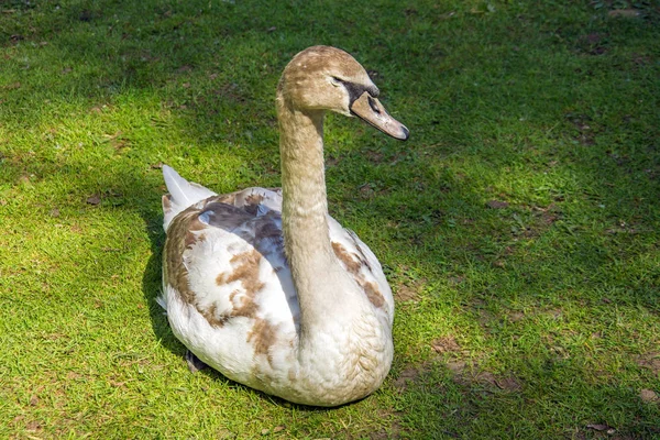 Növekvő Hattyú Egy Színes Coloring Egy Réten Parkban — Stock Fotó