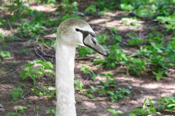 Swan Έφηβο Μεγέθυνση Της Κεφάλι Του Στην Ετερόκλητη Χρωματισμός — Φωτογραφία Αρχείου