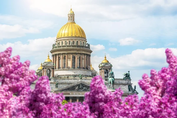 Isaac Cathedral Summer Foreground Flowers Bright Blooming Purple Lilacs Saint — стоковое фото