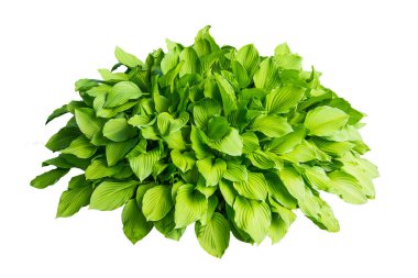 Yeşil bush ile beyaz arka plan üzerinde izole büyük yaprakları.