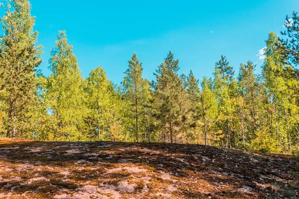 Pinjeskog Utkanten Hill Och Blå Himlen — Stockfoto