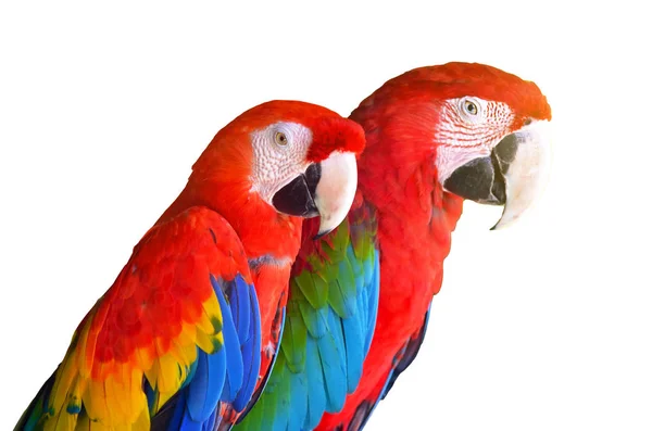 Deux perroquets rouges chez les oiseaux des forêts tropicales isolés sur fond blanc . — Photo