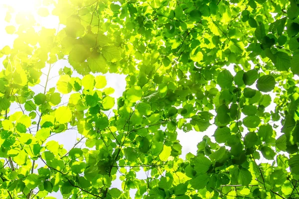 Літнє Сонце Світить Через Зелене Листя Дерев — стокове фото