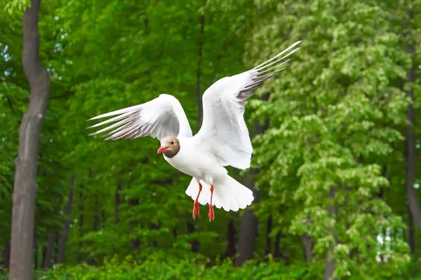 Måken Flyr Luften Mot Bakgrunnen Grønne Trærne Skogparken – stockfoto