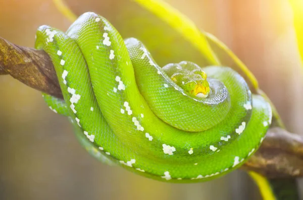 Gröna Python Grenar Träd Djungeln — Stockfoto