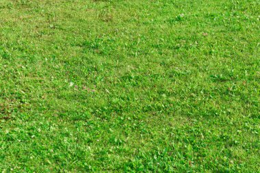 Çim doku yamaçta çimen