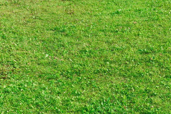 芝生のテクスチャの斜面に草します — ストック写真