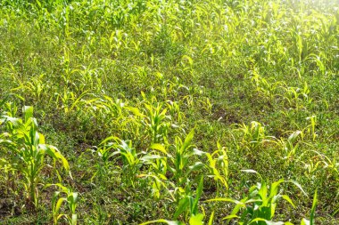 Kötü büyüyen mısır, yaz aylarında küçük hasat
