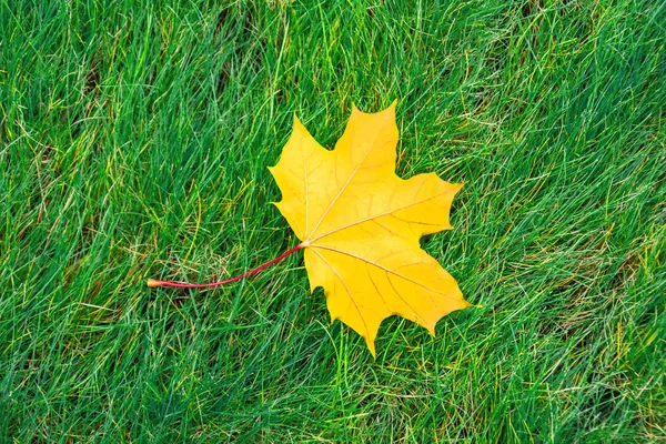 単一の黄色のカエデの葉は緑の草の牧草地に横たわっています — ストック写真