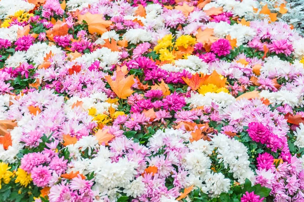 Flowerbed Com Astros Florescendo Outono Coberto Com Folhas Abeto Laranja — Fotografia de Stock