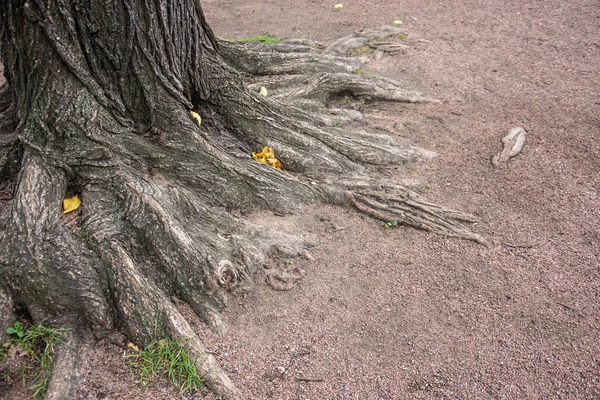 Raíces Corteza Árbol Suelo Del Parque — Foto de Stock