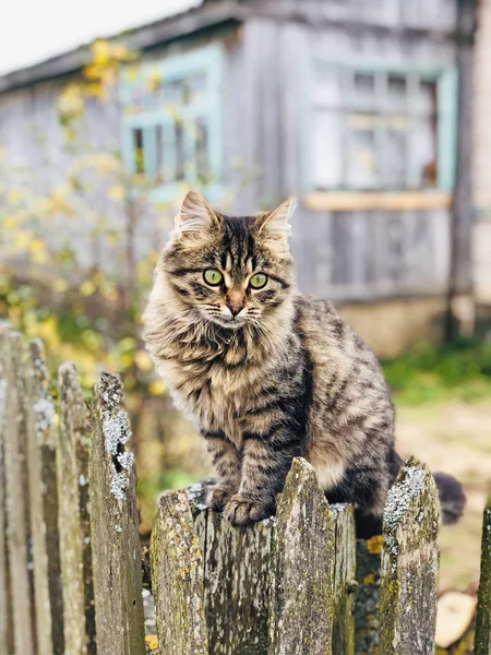 Fluffy Tabby Gato Sienta Una Valla Pueblo — Foto de Stock