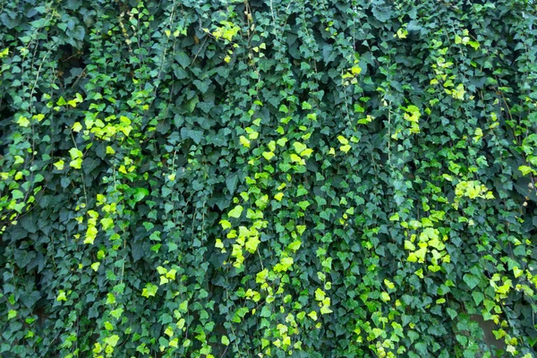 Стіни Густі Зарості Зелені Плющ Листя — стокове фото