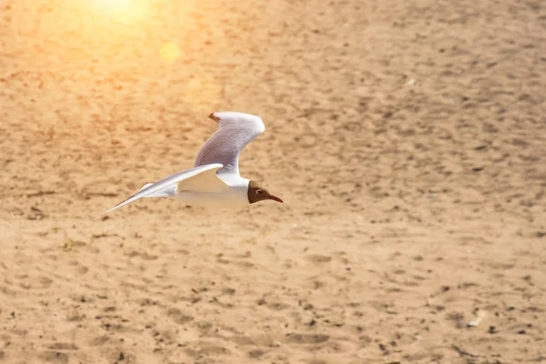 Eine Fliegende Möwe Über Dem Sand Der Bucht — Stockfoto