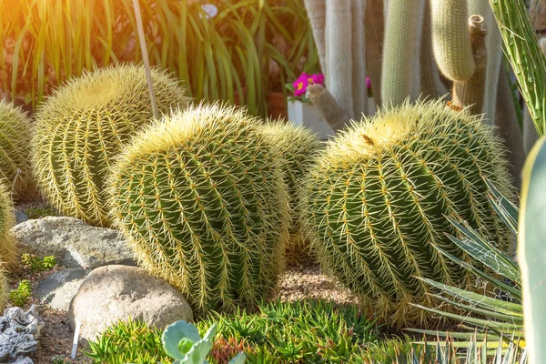 Several large round cacti in the greenhouse — Stock Photo, Image