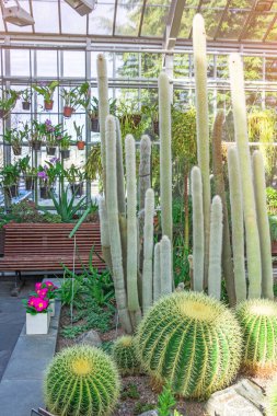 Sera çeşitli kısa ve uzun boylu kaktüs