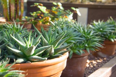 Bir sera tencerelerde çalıların küçük agav