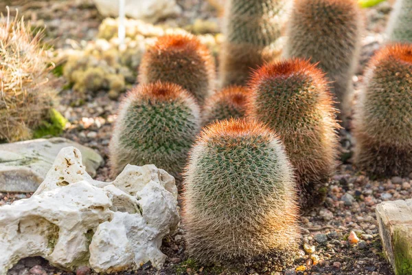Hordó alakú kaktusz piros tüskék a földbe — Stock Fotó