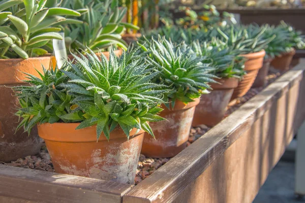 Pequeños arbustos de agave en macetas en un invernadero — Foto de Stock