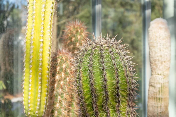 Vari cactus lunghi in una serra tropicale . — Foto Stock