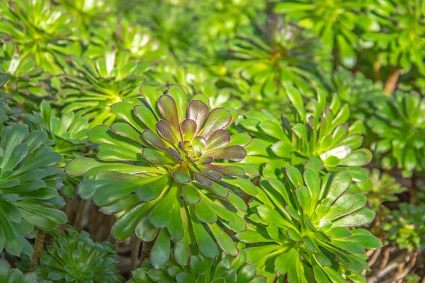 Planta suculenta arbustos en el suelo del invernadero en un día soleado . —  Fotos de Stock