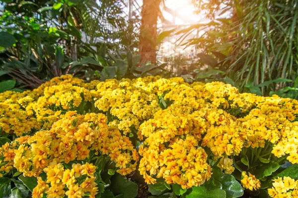 Flores amarelas num canteiro de flores numa estufa tropical . — Fotografia de Stock