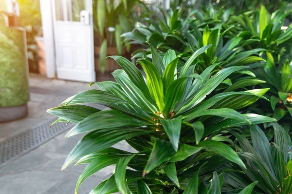 Plantas de color verde oscuro en el invernadero . —  Fotos de Stock